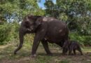 Taman Nasional Tesso Nilo, Wilayah Wisata Dan Belajar Wacana Tanaman-Fauna