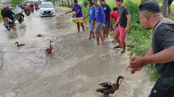 Pemuda Lamongan ‘Angon Bebek’ Bentuk Protes Jenuh Dikepung Banjir