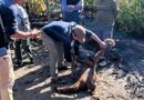 1 Orang Utan Mati Terseret Banjir Di Taman Nasional Gunung Leuser Aceh