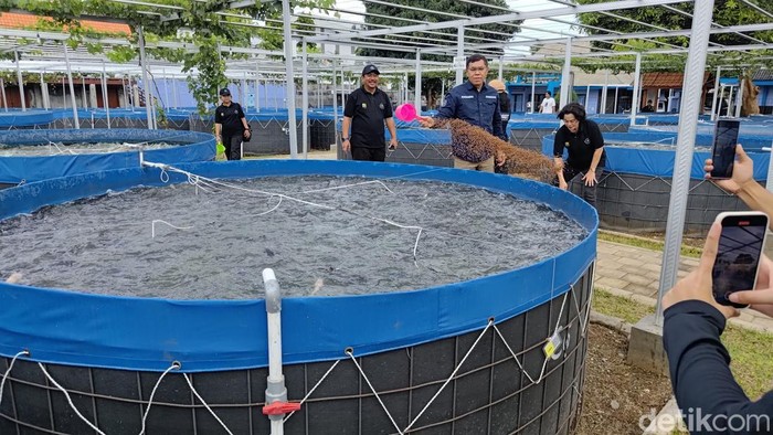 Smart Fisheries Village Banyuwangi Bersiap Suplai Ikan Makan Bergizi Nasional