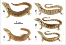 Spesies Reptil Baru Ditemukan! Seolah-Olah Buaya, Tinggal Di Pohon