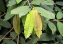 Orang Arab Ramai-Ramai Ke RI Buru Flora Yang Disebut Al-Qur’an