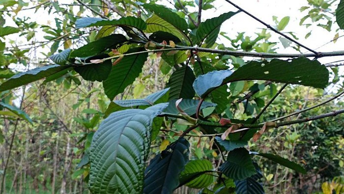 Potensi Jualan  Kratom Mau Dioptimalkan, Pemerintah Mau Budidaya?
